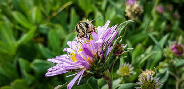 Close-up of bee pollinating on pink flower