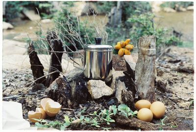 Close-up of food on tree