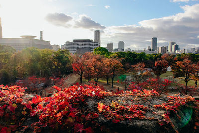 View of flowering trees and buildings against sky