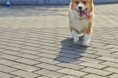Close-up of dog