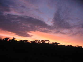 Silhouette of trees at sunset