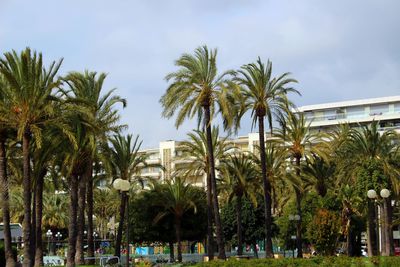 Low angle view of palm trees against sky in city