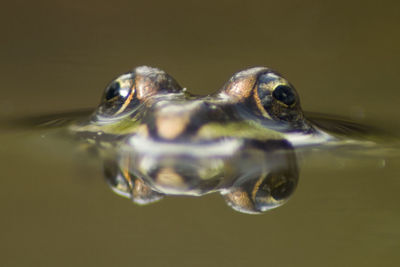 Close-up of frog in pond