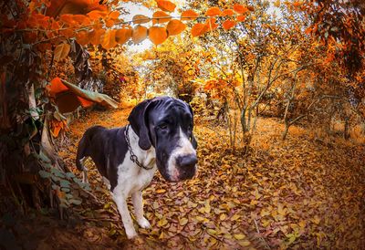 Portrait of a dog on autumn leaves