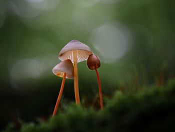 Close-up of fly agaric mushroom