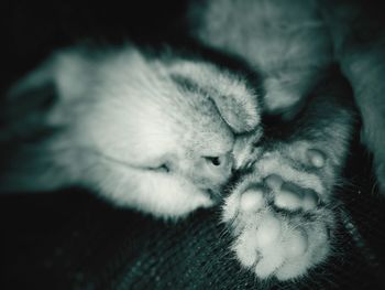 Close-up of cat sleeping on bed