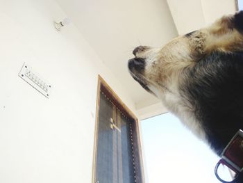 Low angle view of dog on book