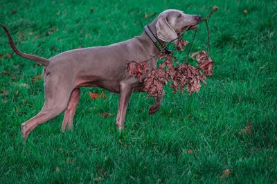 Side view of a dog on field