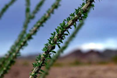 Close-up of plants growing in field