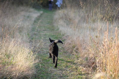 Black dog walking on field