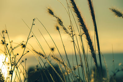 Close-up of wheat growing on field against sky during sunset