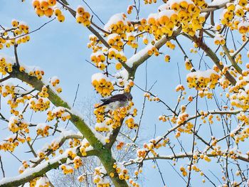 Low angle view of flowering plant against sky