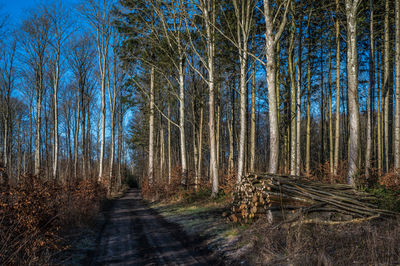 Timber by forest trail