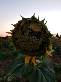 Close-up of sunflower on field against sky