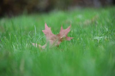 Close-up of dead plant on field