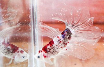 Close-up of fish swimming in sea