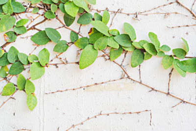 Close-up of ivy growing on wall