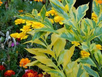 Close-up of yellow flowers