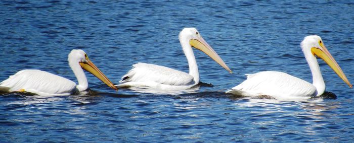 Swans swimming in lake