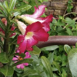 Close-up of wet pink flower