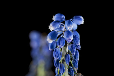 Close-up of purple flowering plant against black background