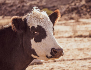 Close-up of a cow field