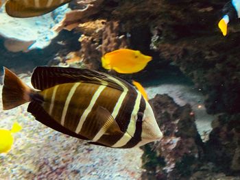 Close-up of fish swimming in sea