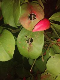 Close-up of fruit growing on plant