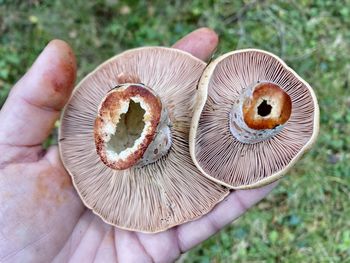 Close-up of hand holding mushroom