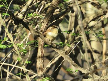 Close-up of bird perching on branch