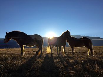 Horses on a field