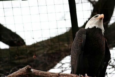 Bird perching in cage