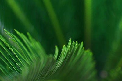 Close-up of fern