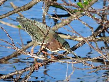 Close-up of bird perching on branch