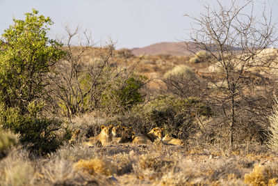 A group of lions is resting in the bush at sunset