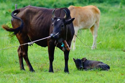 Cows in a field