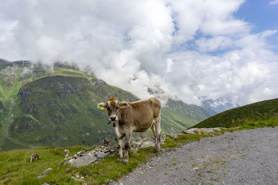 Cows standing on road against mountain