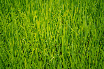 Full frame shot of fresh green field