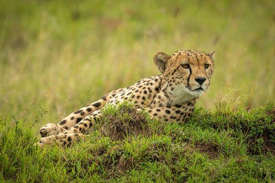 Cheetah lies on grassy mound facing right