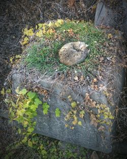 Plants growing on a tree