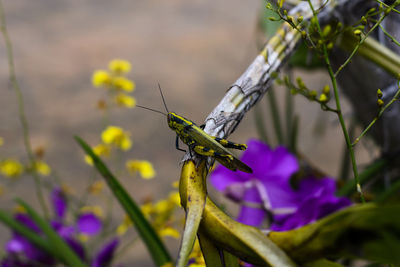 Close-up of insect on plant