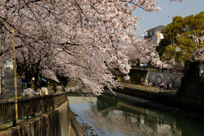 View of cherry blossom trees along canal