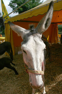 Portrait of horse standing on field