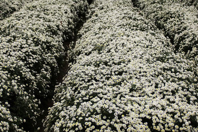 Full frame shot of flower tree