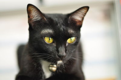 Close-up portrait of black cat