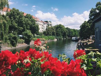 View of flowers in pond