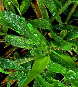 Close-up of leaves