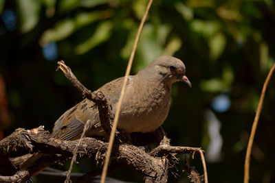 Bird perching on railing