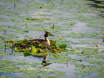 Bird perching on a lake