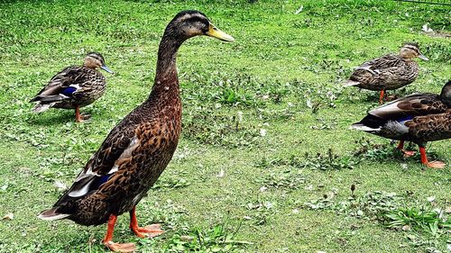 Animals on grassy field